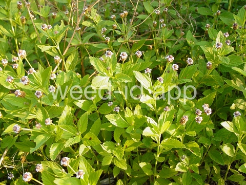 fogfruit, northern